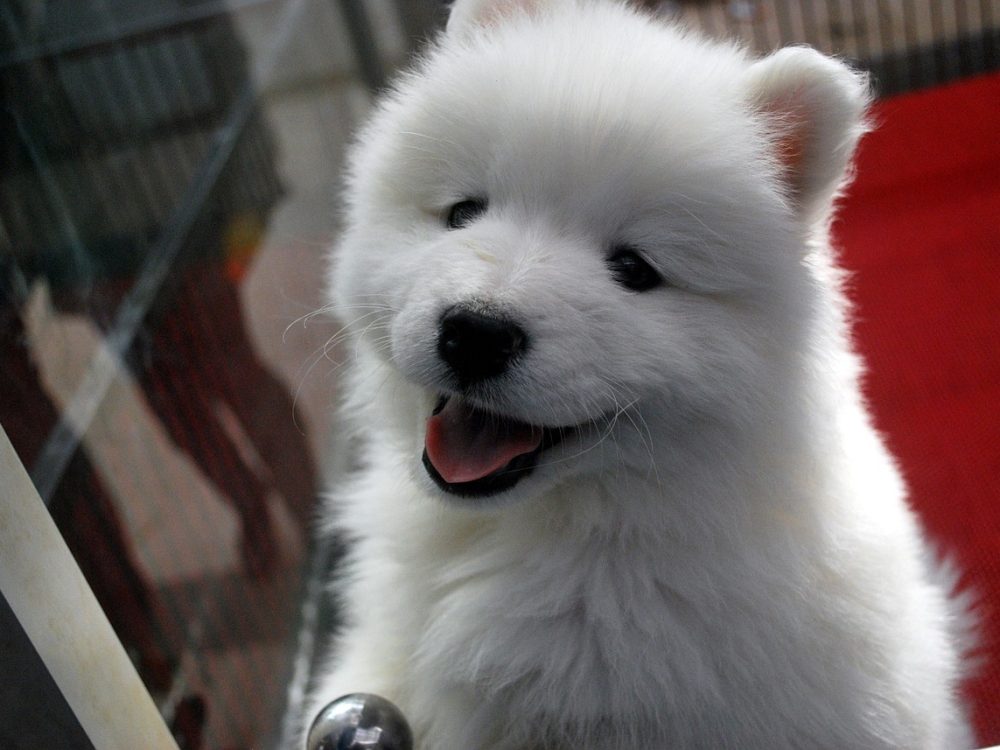 puppy, dog, animal-17473.jpg