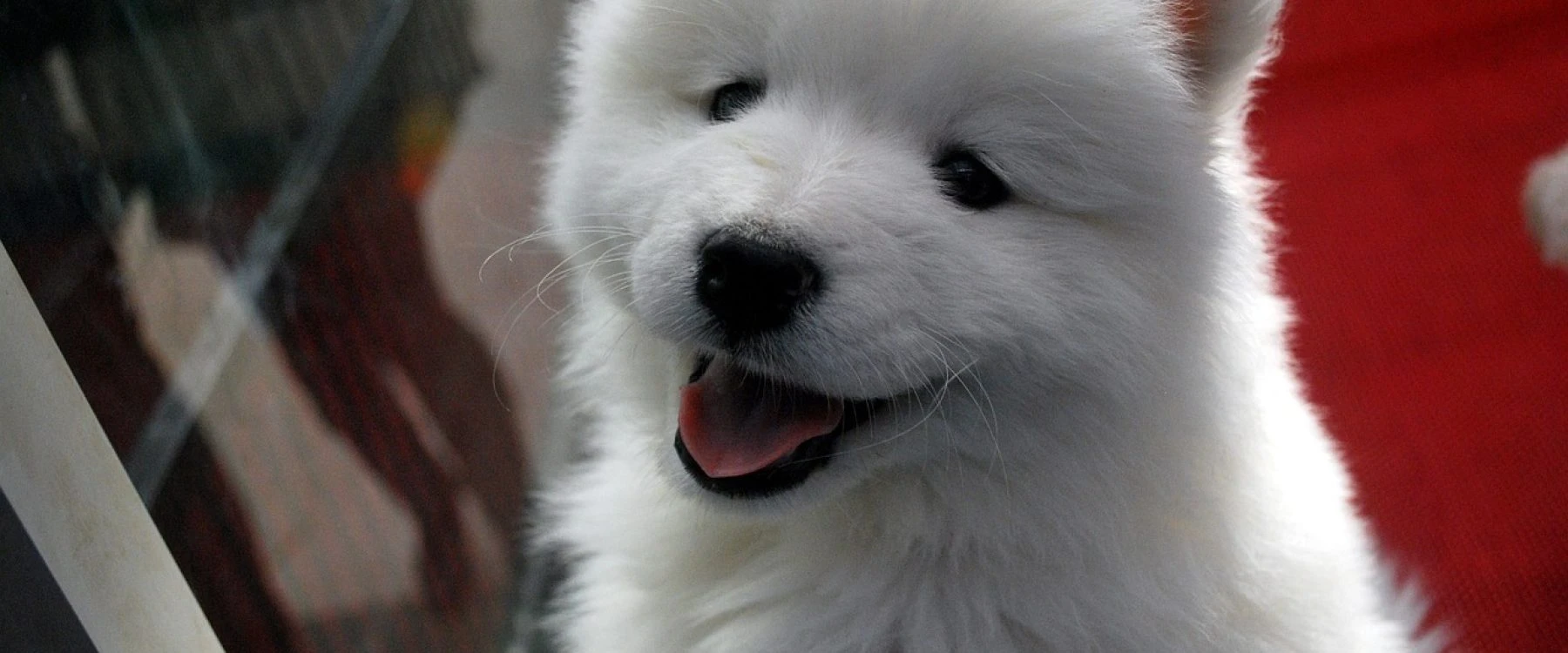 puppy, dog, animal-17473.jpg